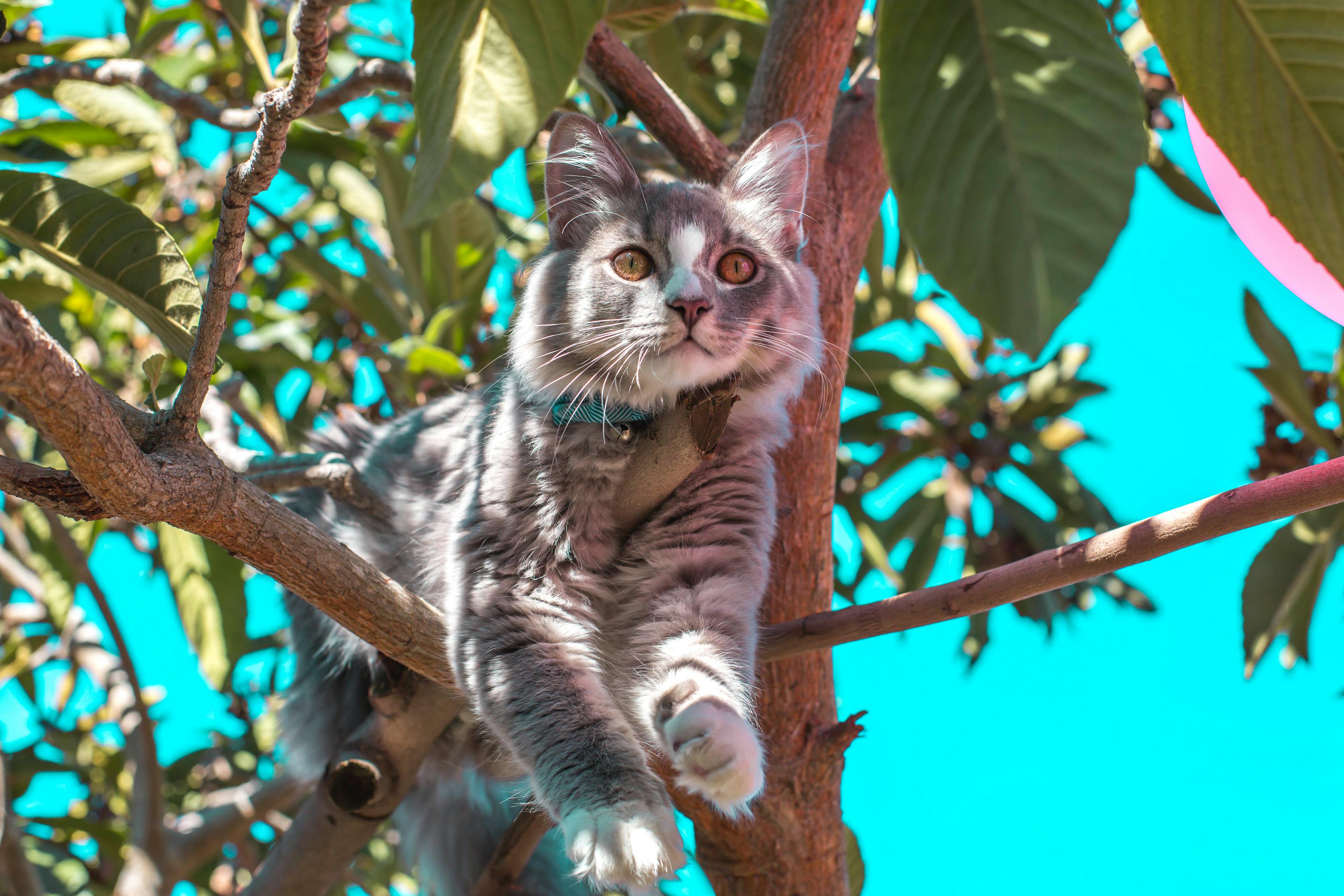 猫星最新动态揭秘，猫咪世界的创新与发展探索