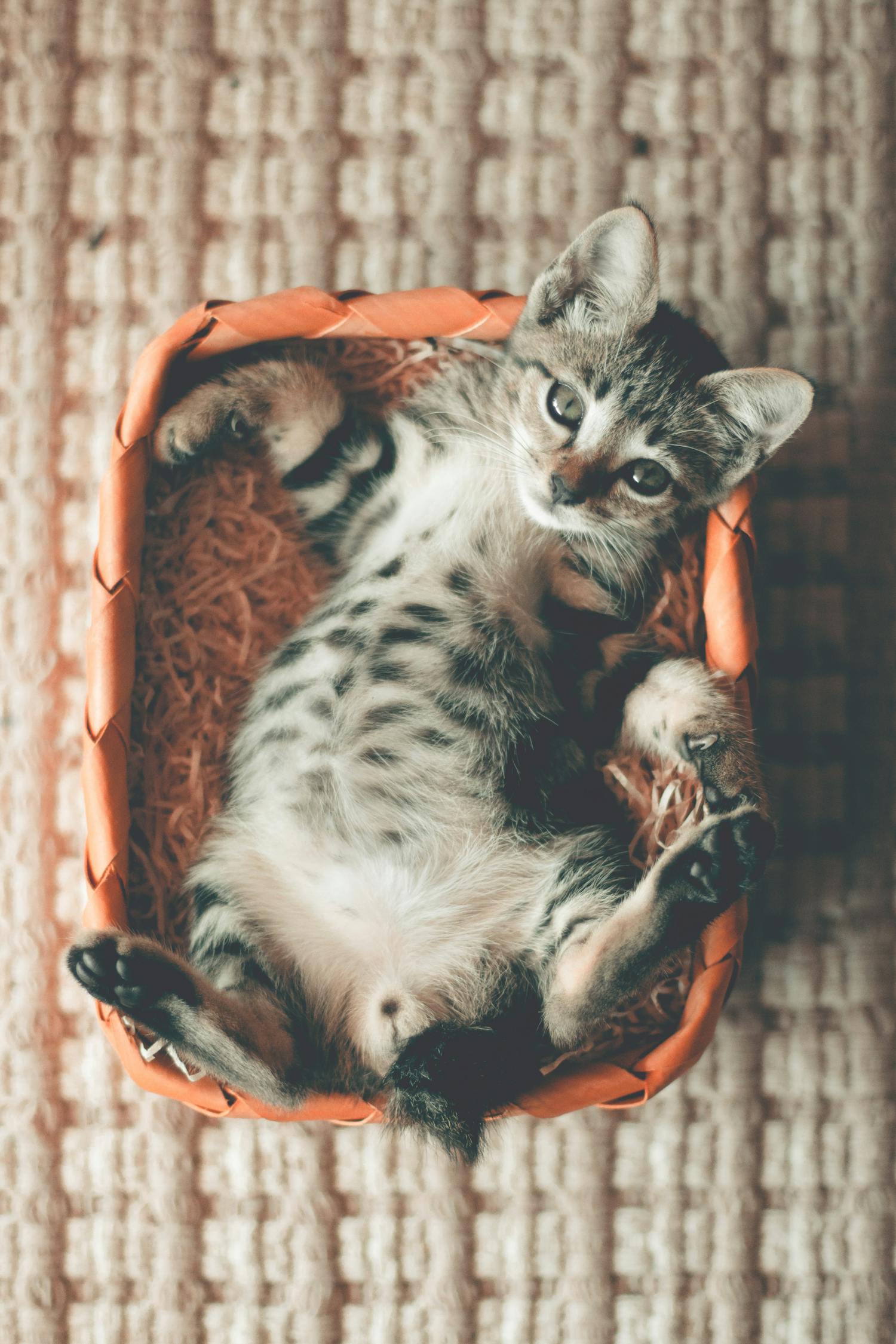 探索猫咪魅力，一部猫的动漫世界之旅