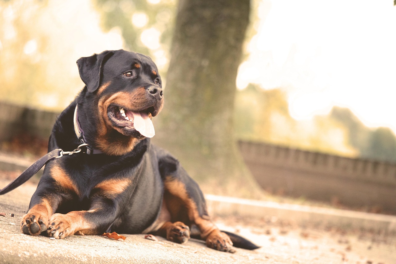 卡斯罗犬斗殴视频揭秘，犬种特性与行为深度解析