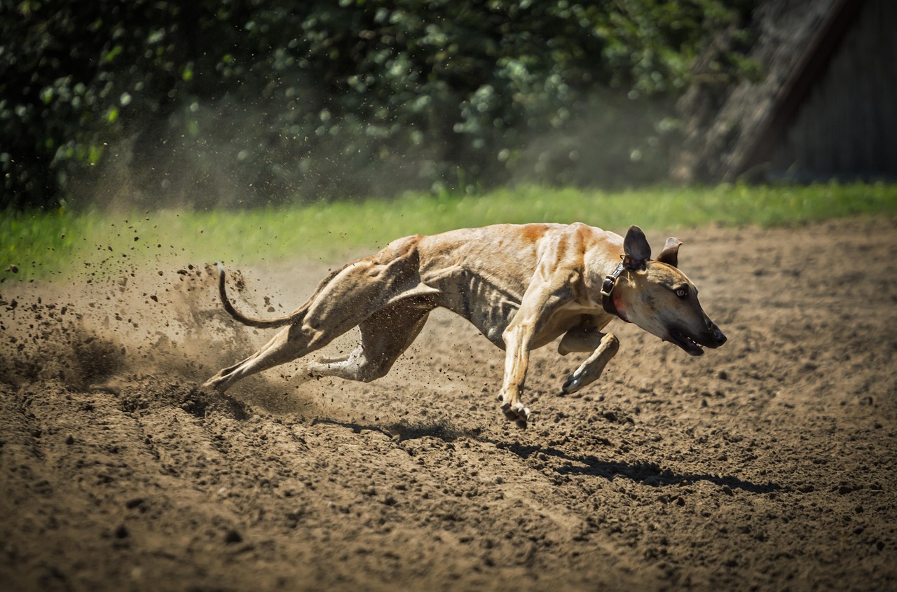 长垣最新购犬信息一览，最新购犬概览