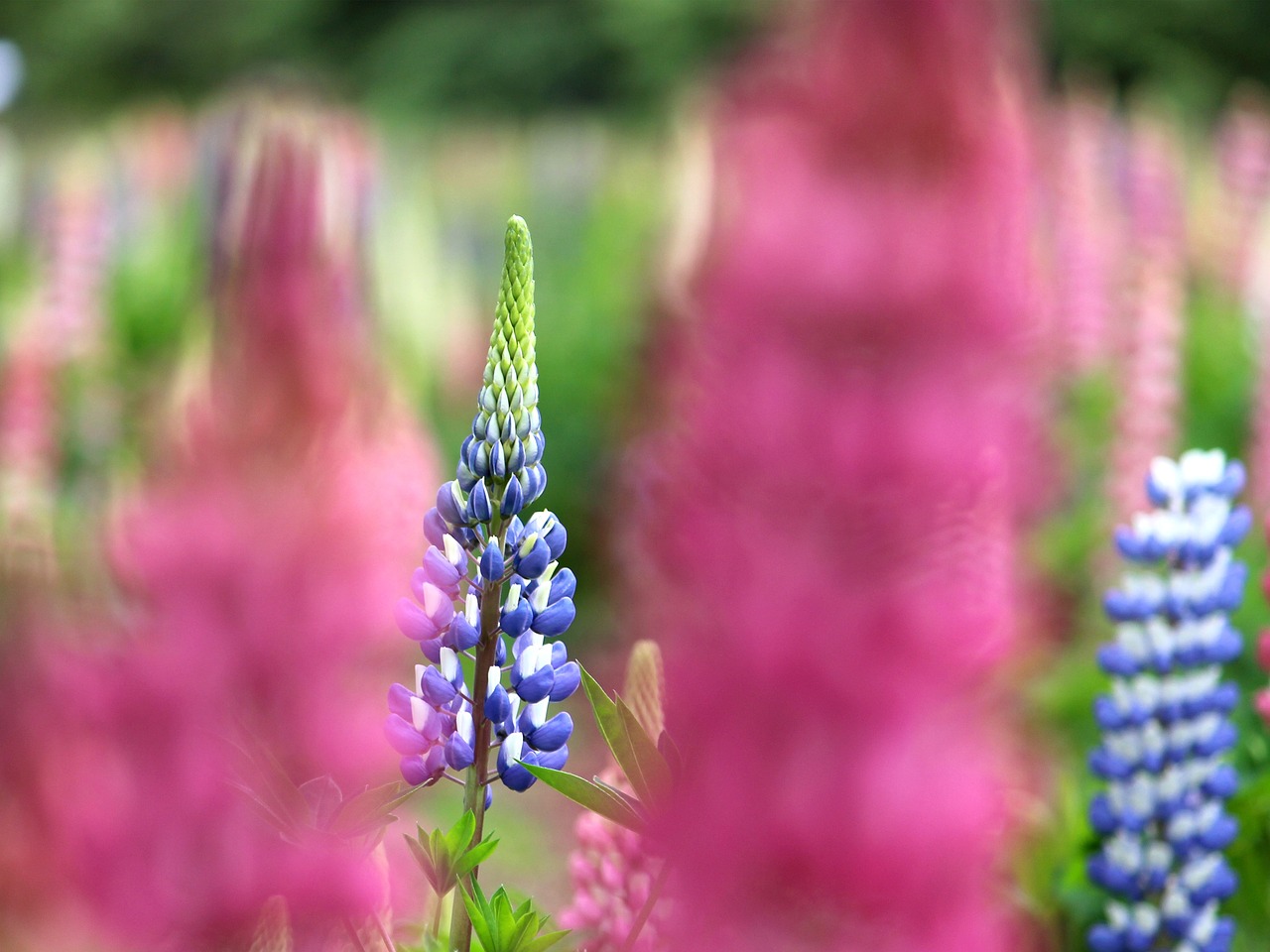 昆明紫薇园最新动态更新