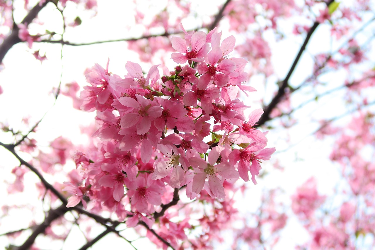 奉化芋头上市季节揭秘，时间与季节的交响曲