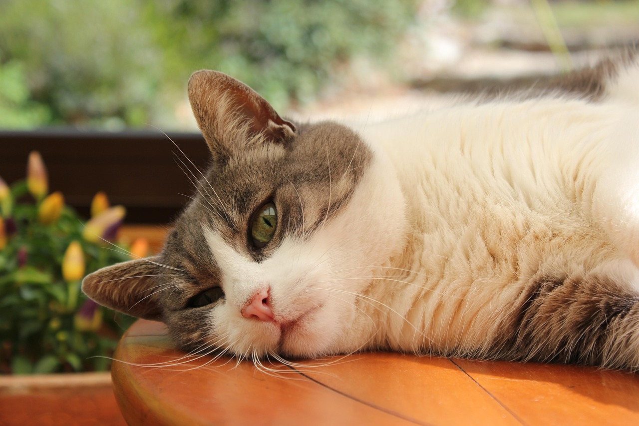 猫咪专属应用，科技与猫奴的完美结合之旅