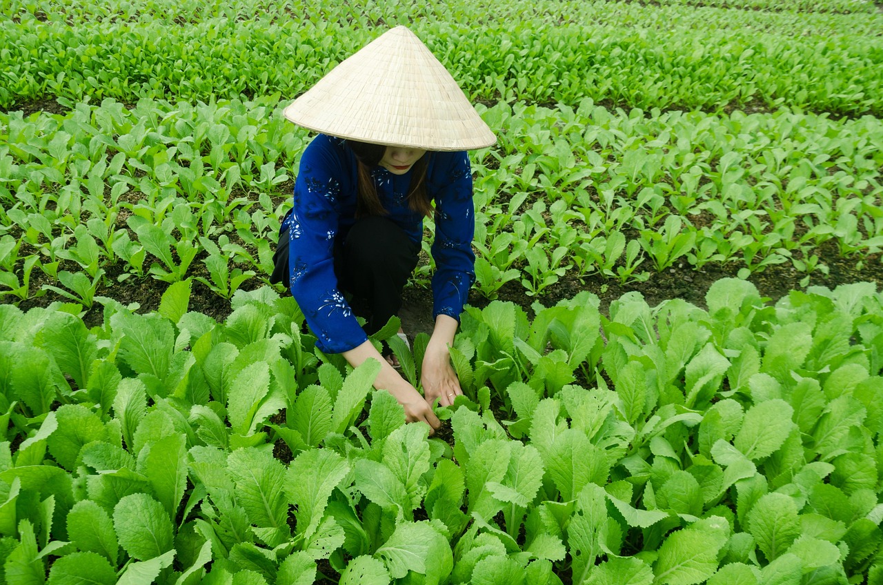 芳村轻轨最新资讯，发展动态与展望