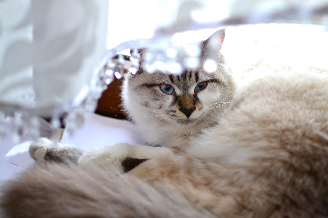 训猫比赛，展现猫儿潜力的竞技盛宴