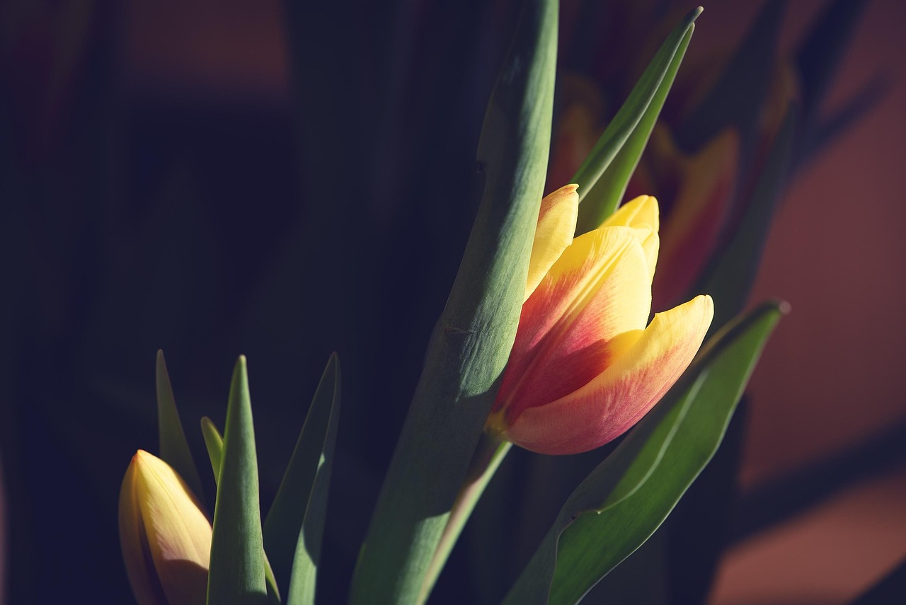 花谢花飞花满天，视觉与情感的盛宴——免费观看电视剧完整版